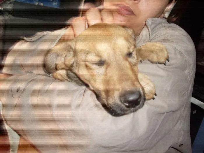 Cachorro ra a Indefinida idade 2 a 6 meses nome Estrela