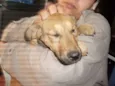 Estrela