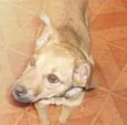 Estrela