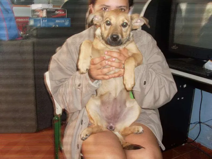Cachorro ra a Indefinida idade 2 a 6 meses nome Estrela