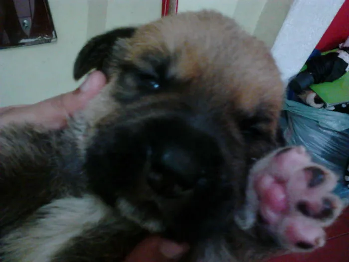 Cachorro ra a não definida idade 2 a 6 meses nome chocolate e Bob