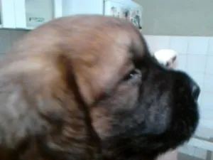 Cachorro raça não definida idade 2 a 6 meses nome chocolate e Bob