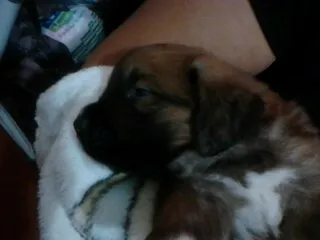 Cachorro ra a não definida idade 2 a 6 meses nome chocolate e Bob