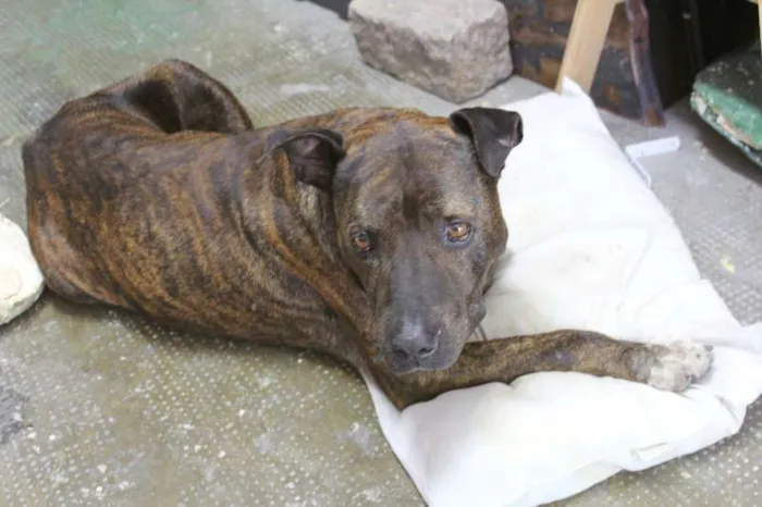Cachorro ra a Pit-Bull idade 4 anos nome --