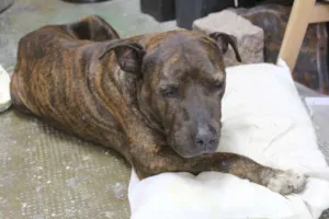 Cachorro raça Pit-Bull idade 4 anos nome --