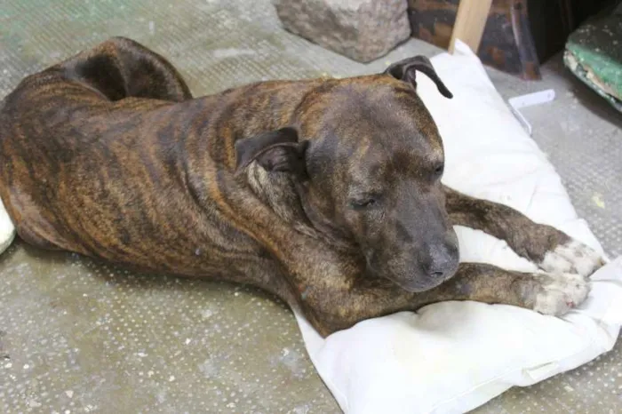 Cachorro ra a Pit-Bull idade 4 anos nome --