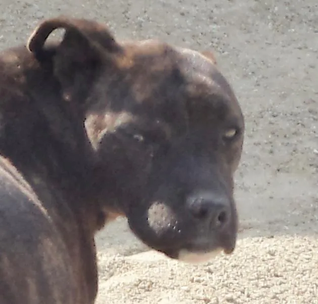 Cachorro ra a Pit-Bull idade 4 anos nome Grandão