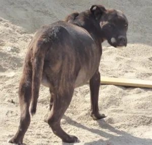 Cachorro raça Pit-Bull idade 4 anos nome Grandão