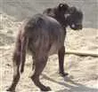 Cachorro raça Pit-Bull idade 4 anos nome Grandão