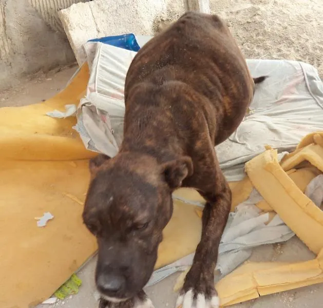 Cachorro ra a Pit-Bull idade 4 anos nome Grandão