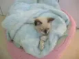 liza