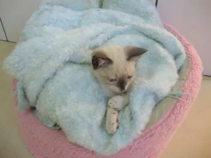 Gato ra a não sei idade 2 a 6 meses nome liza