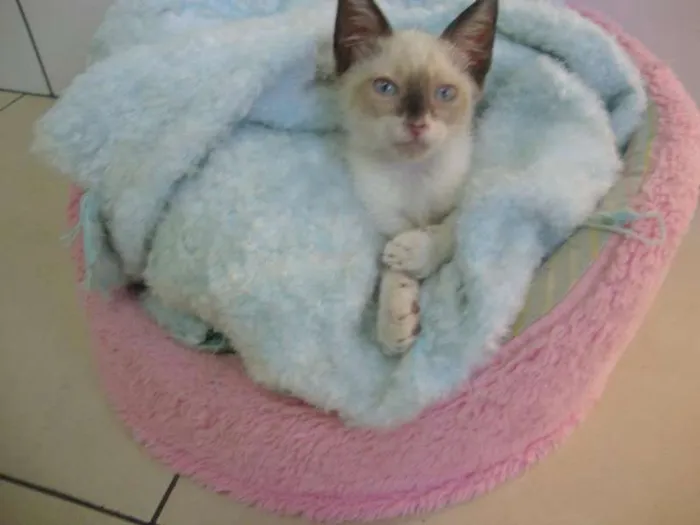 Gato ra a não sei idade 2 a 6 meses nome liza