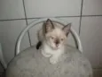 liza