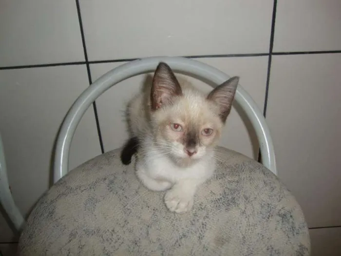 Gato ra a não sei idade 2 a 6 meses nome liza
