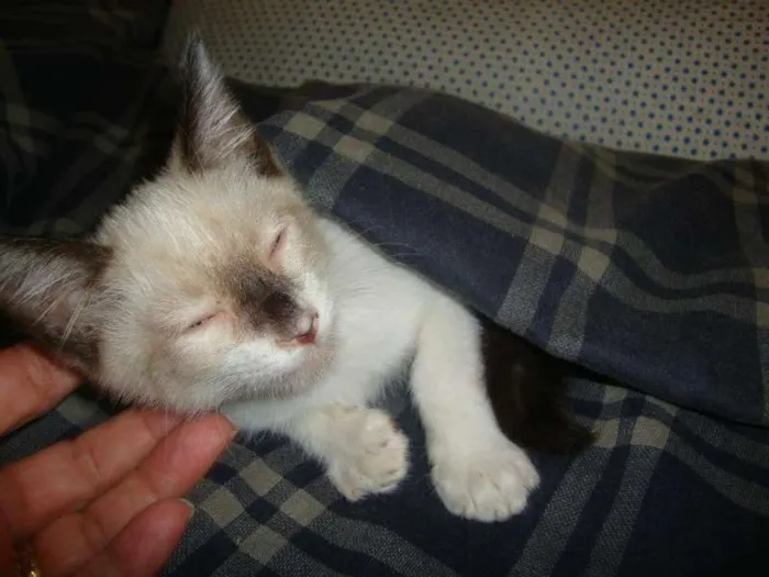 Gato ra a não sei idade 2 a 6 meses nome liza