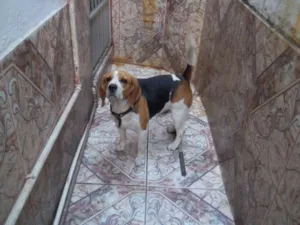 Cachorro raça Beagle idade 1 ano nome Sem Nome
