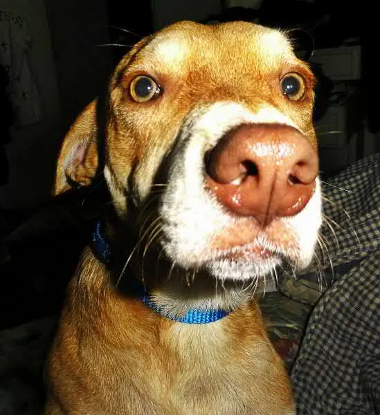 Cachorro ra a vira lata idade 2 anos nome teo