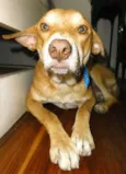 teo