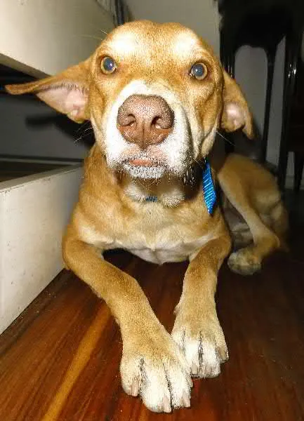 Cachorro ra a vira lata idade 2 anos nome teo