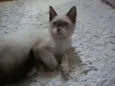 liza