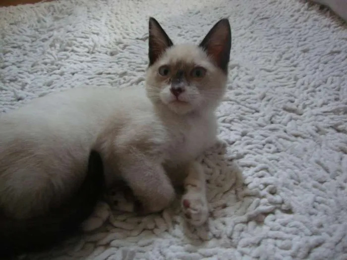 Gato ra a não sei idade 2 a 6 meses nome liza