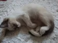liza