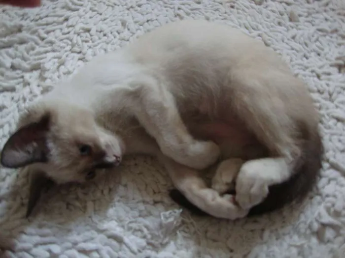 Gato ra a não sei idade 2 a 6 meses nome liza