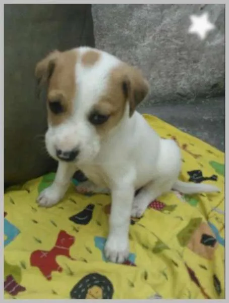 Cachorro ra a SRD idade 2 a 6 meses nome Sem nome