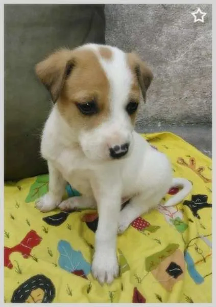 Cachorro ra a SRD idade 2 a 6 meses nome Sem nome