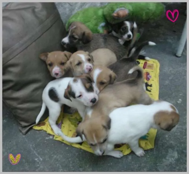 Cachorro ra a SRD idade 2 a 6 meses nome Sem nome