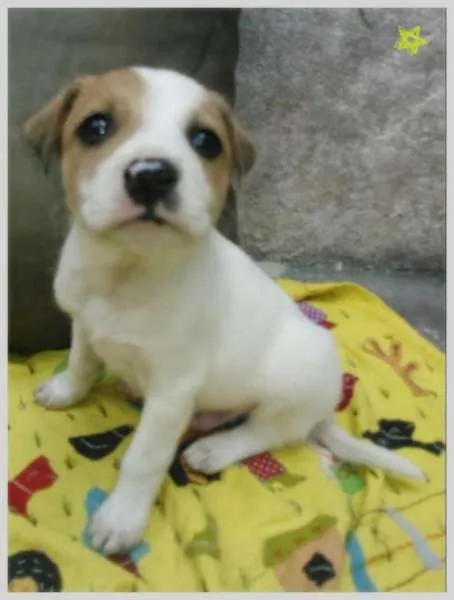 Cachorro ra a SRD idade 2 a 6 meses nome Sem nome