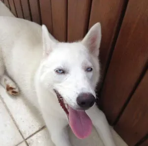 Cachorro raça Husky Siberiano idade 7 a 11 meses nome SNOW