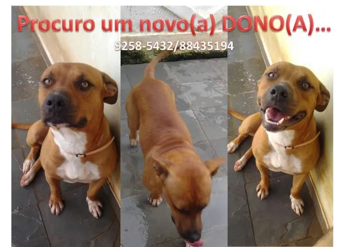 Cachorro raça Pit-Bull idade 1 ano nome Seth