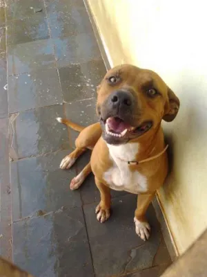 Cachorro raça Pit-Bull idade 1 ano nome Seth