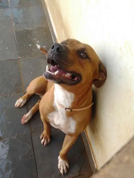 Cachorro raça Pit-Bull idade 1 ano nome Seth