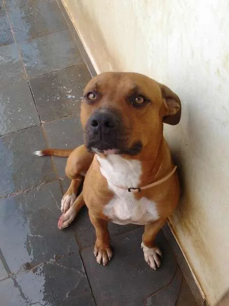 Cachorro raça Pit-Bull idade 1 ano nome Seth