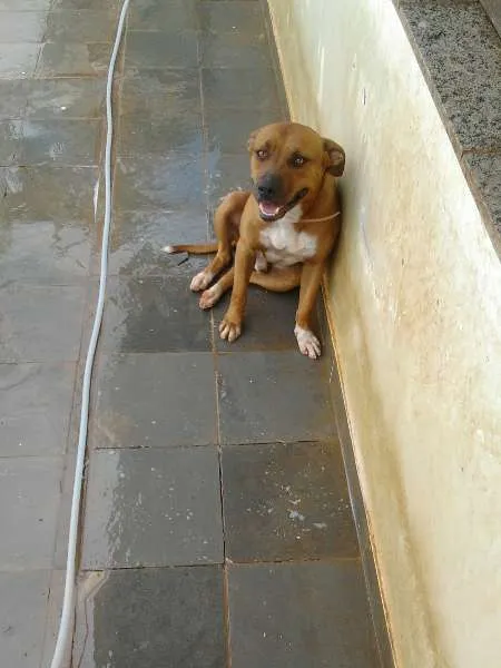 Cachorro raça Pit-Bull idade 1 ano nome Seth