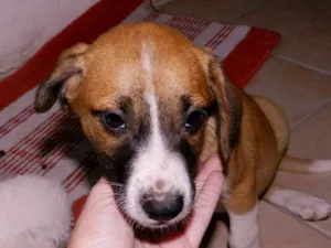 Cachorro raça indefinida idade 2 a 6 meses nome lana