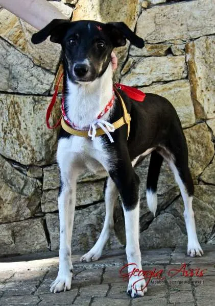Cachorro ra a SRD idade 2 a 6 meses nome Guta