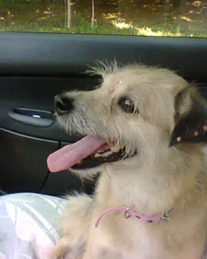 Cachorro raça SRD idade 1 ano nome Pequeneninha