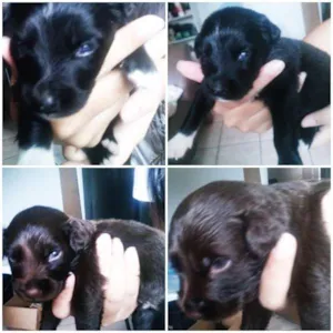 Cachorro raça vira lata misturado com poodle idade Abaixo de 2 meses nome pretinho