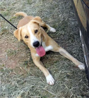 Cachorro raça SRD idade 2 anos nome Matheus