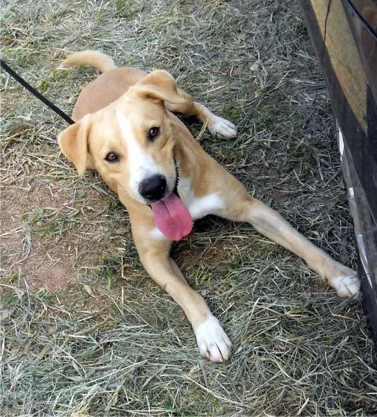 Cachorro ra a SRD idade 2 anos nome Matheus