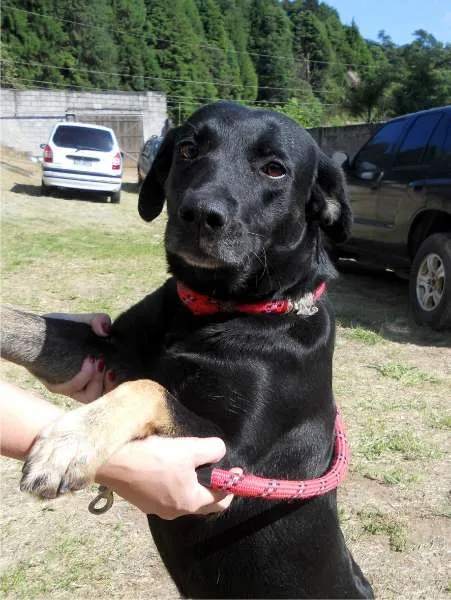 Cachorro ra a SRD idade 2 anos nome Greta