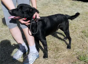 Cachorro raça SRD idade 1 ano nome Spike