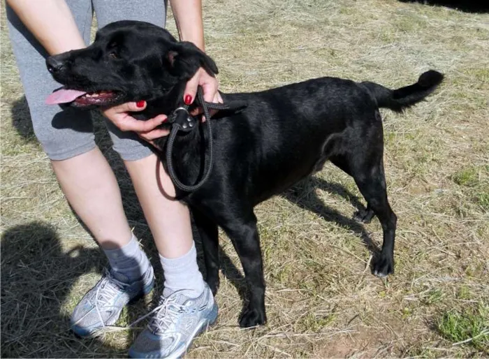 Cachorro ra a SRD idade 1 ano nome Spike