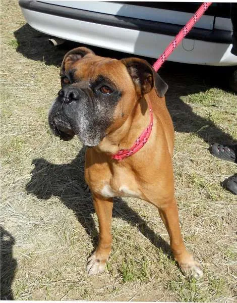 Cachorro ra a Boxer idade 5 anos nome Sheik