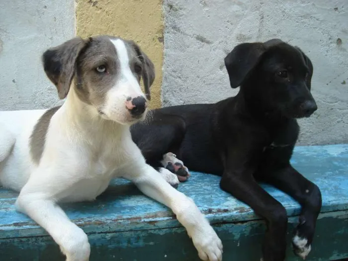 Cachorro ra a vira lata com pit bull idade 2 a 6 meses nome Preta e spok