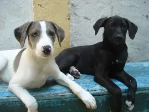 Cachorro raça vira lata com pit bull idade 2 a 6 meses nome Preta e spok